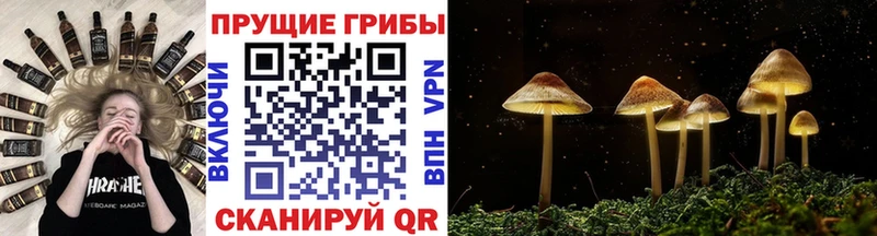 Купить где  Далматово  Галлюциногенные грибы MAGIC MUSHROOMS 